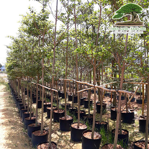 Cây xanh các loại